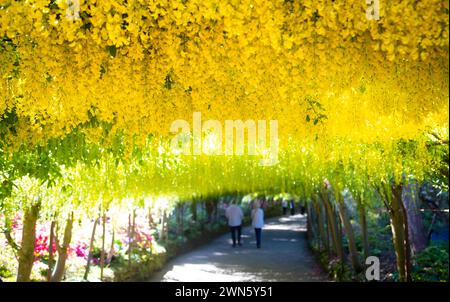 15/05/19 Blooming two weeks earlier than normal, the UK's longest and