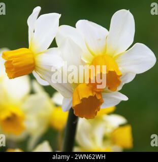 Narcissus 'Eaton Song' Stock Photo