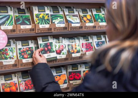 Close-up view of woman selecting tomato seeds in a garden store. Stock Photo