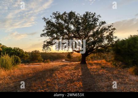 Beautiful rural portuguese landscape at Costa Vicentina with old Cork oak tree (Quercus suber) in evening sun, Alentejo Portugal Europe Stock Photo