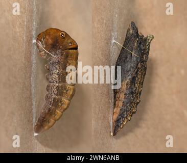 Side by side macros of a western tiger swallowtail (Papilio rutulus) caterpillars change to a chrysalis - before and after. Stock Photo