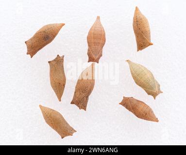 Macro of zebra swallowtail (Eurytides marcellus) butterfly chrysalis - white background Stock Photo