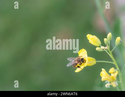 Macro of a honey bee feeding on yellow kale flowers. Soft green background. Stock Photo