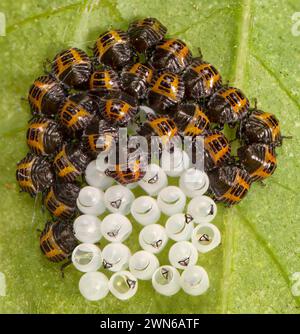 Macro of a group of hatched marmorated stink bugs (Halyomorpha halys) beside eggs. Stock Photo