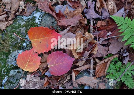 Isolated orange and red aspen dead leafs on forest ground Stock Photo