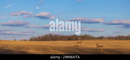 The moon rising over some whitetails on a February evening in northern Wisconsin. Stock Photo