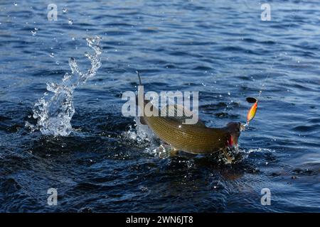 Hooked grayling jumping and fighting in an Arctic river caught with spinner lure by fisherman in Swedish Lapland near Kiruna in August 2021. Stock Photo