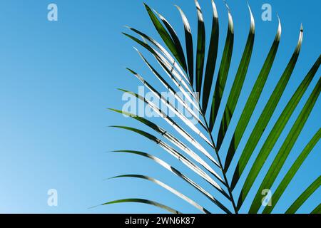 Palm leaves in clear blue sky. Summer, tropical and palm sunday background. Stock Photo