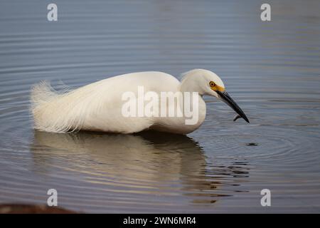 Snowy egret or Egretta thula feeding on a moesquito fish at the Riparian water ranch in Arizona. Stock Photo