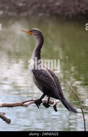 Juvenile double-crested Cormorant or Nannopterum auritum perching on a branch over a pond at Riparian water ranch in Arizona. Stock Photo