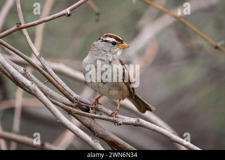 Juvenile white-crowned sparrow or Zonotrichia leucophrys perching on a branch at the Riparian water ranch in Arizona. Stock Photo