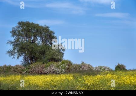 Tree in a hawthorn hedge and a buttercup field in spring in East Sussex, England Stock Photo