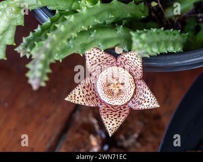 Variegated yellow maroon Stapelia or Starfish flower is a strange weird Succulent that looks stunning but smells like rotting meat to attract flies Stock Photo