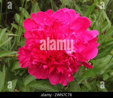 Bright pink double Peony flower at Georgeson Botanical Garden in Fairbanks, Alaska Stock Photo