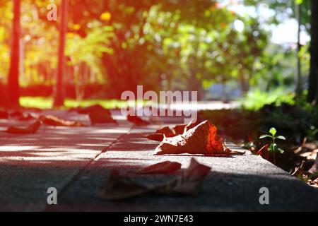 sun light on dry leaves on cement walk way in garden Stock Photo