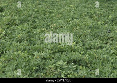 Peanuts fields, Peanut plantation fields with tree bush, Groundnuts Fields, fresh peanuts plants Stock Photo