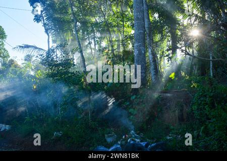 Photo of sunlight shining through the trees in the morning, foggy atmosphere in the countryside Stock Photo