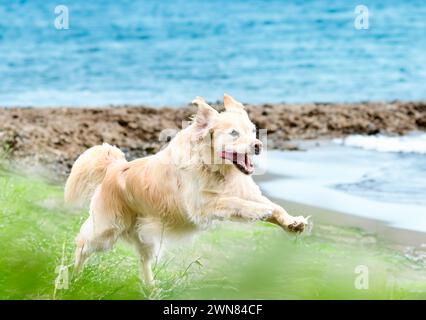 dog training  for obedience discipline with a golden retriever Stock Photo