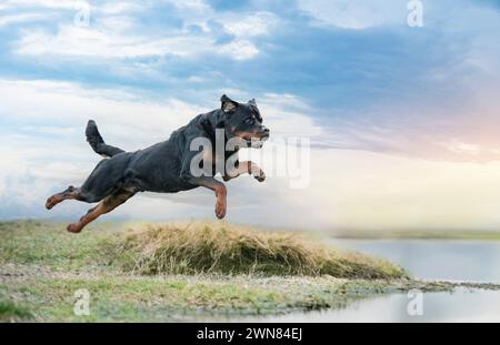 male adult rottweiler dishwashing in the river Stock Photo