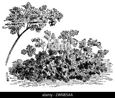 chervil, Anthriscus cerefolium,  (garden book, 1907), Kerbel, cerfeuil Stock Photo