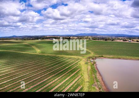 Aerial view of a lush green orchard with rows of young trees and a ...
