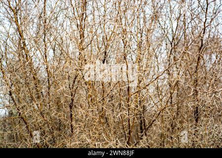 Close up of thorny bush in the desert Stock Photo