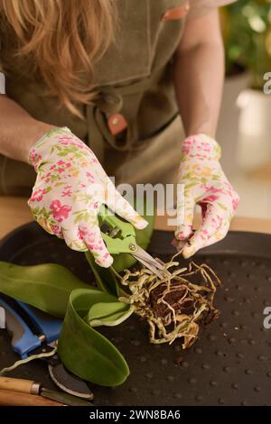High angle view of unrecognizable woman working in plant shop preparing houseplant for replanting Stock Photo