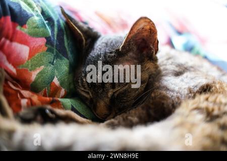 Adorable Devon Rex cat. Close up. Stock Photo