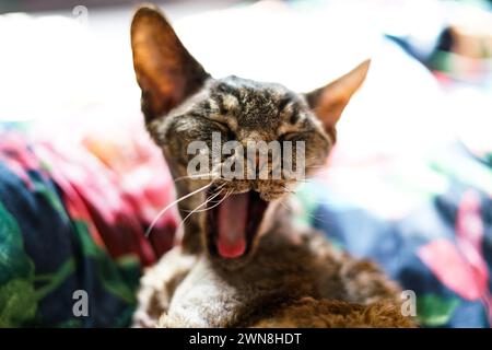 Adorable Devon Rex cat. Close up. Stock Photo