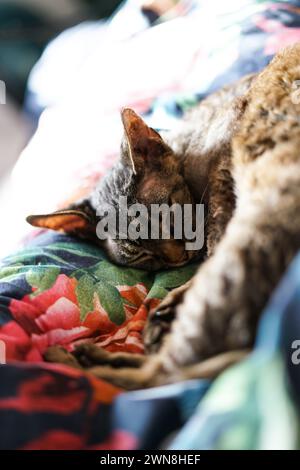 Adorable Devon Rex cat. Close up. Stock Photo
