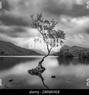 The Lone Tree, Llanberis, Snowdonia. Black and White. the water is very calm, with clouds moving across the sky. Stock Photo