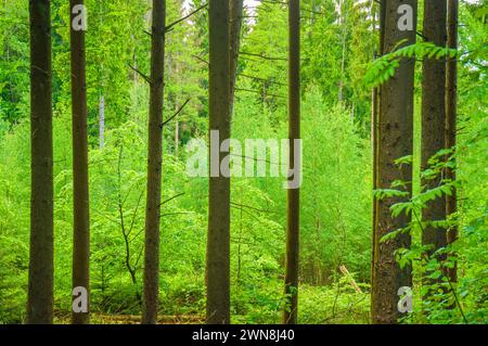 Mixed European forest with coniferous trees and green leaves Stock Photo