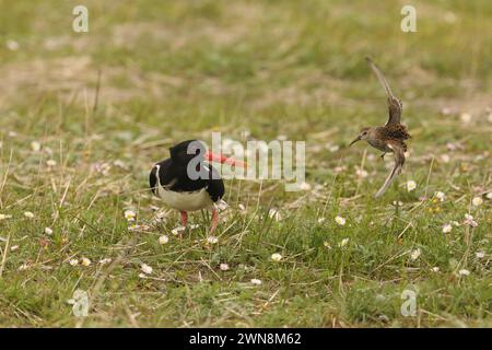 Oyster catchers can be slightly more approachable in the Summer during the breeding season, but be careful to move swiftly on ! Stock Photo