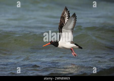 Oyster catchers can be slightly more approachable in the Summer during the breeding season, but be careful to move swiftly on ! Stock Photo