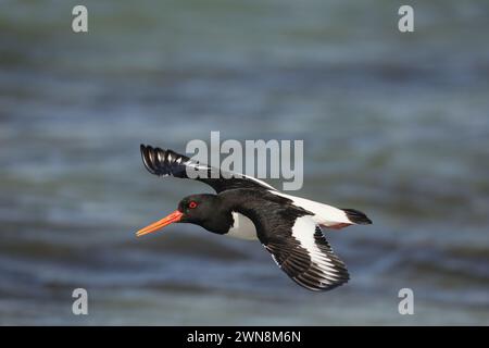 Oyster catchers can be slightly more approachable in the Summer during the breeding season, but be careful to move swiftly on ! Stock Photo