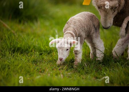 White mama ewe sheep with new baby lamb in grass Stock Photo