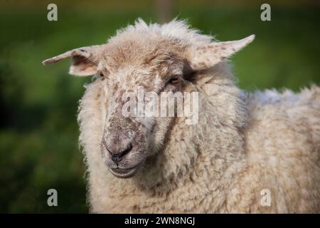Wooly ewe sheep grazing out in the field Stock Photo