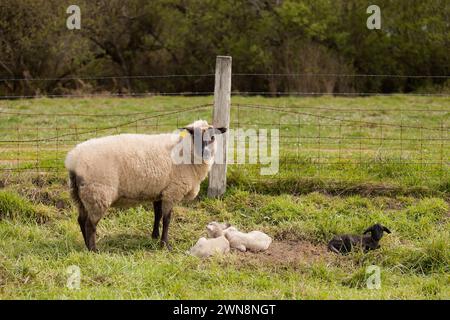 Mama ewe with two white lambs and one black lamb Stock Photo