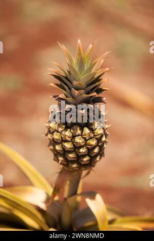 Fresh Hawaiian pineapple growing on a stem Stock Photo