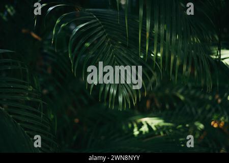 Green palm leaves in tropical palm forest blur background Stock Photo
