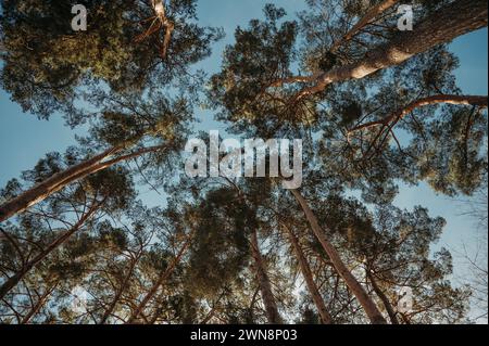 Low angle view of pine trees  in the sun in blue sky Stock Photo