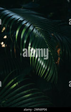 Green palm leaves with sunshade in deep tropical forest Stock Photo