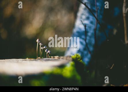 6 mini mushrooms growing out of a mossy stump. Stock Photo