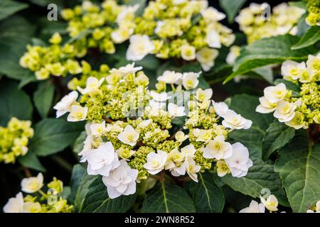 White fully double Hydrangea macrophylla (bigleaf hydrangea) 'Wedding Gown' growing and flowering in RHS Garden Wisley Stock Photo