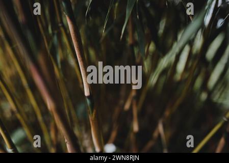close up of bamboo details in a swiss garden Stock Photo