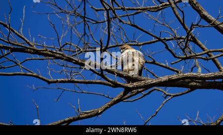 A Red Tailed Hawk at Thornwald Park in Carlisle, Pennsylvania Stock Photo