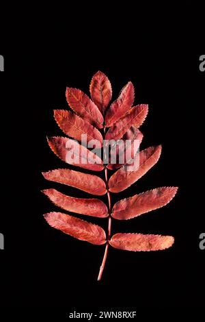 Dark red rowan leaf on black background Stock Photo