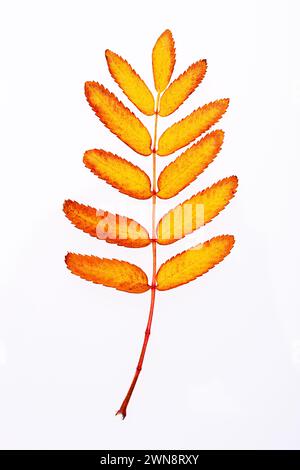 Vivid orange autumn leaf isolated on white Stock Photo