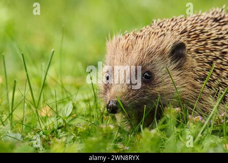 Hedgehog portrait in the meadow (Erinaceus europaeus), Switzerland Stock Photo