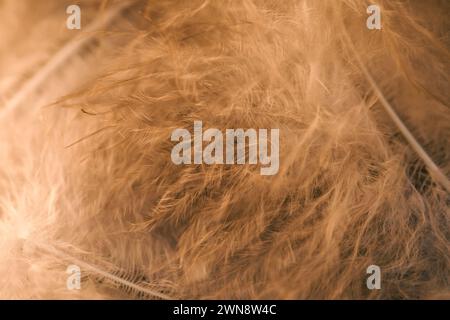 The soft, delicate feathers creating a beautiful background Stock Photo